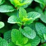 fresh mint