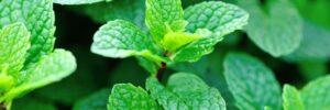 fresh mint