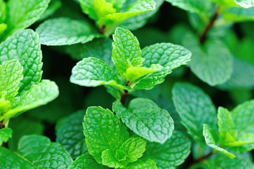 fresh mint